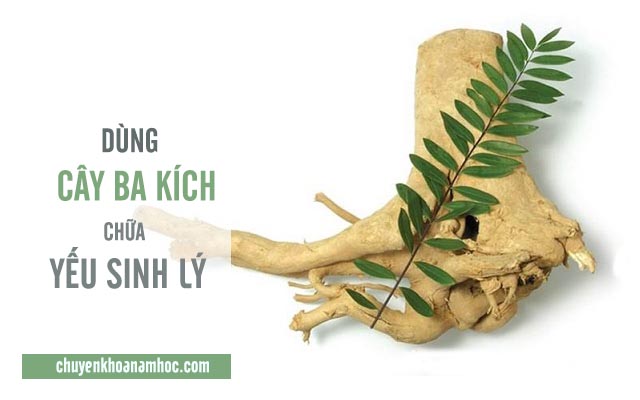 Chữa yếu sinh lý ở nam giới bằng cây ba kích.