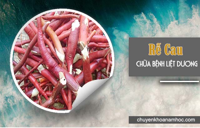 chữa liệt dương bằng rễ cau