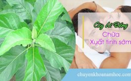 chữa xuất tinh sớm bằng cây lá đắng