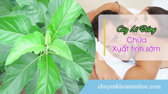 chữa xuất tinh sớm bằng cây lá đắng