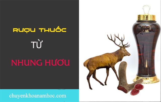 chữa xuất tinh sớm bằng nhung hươu