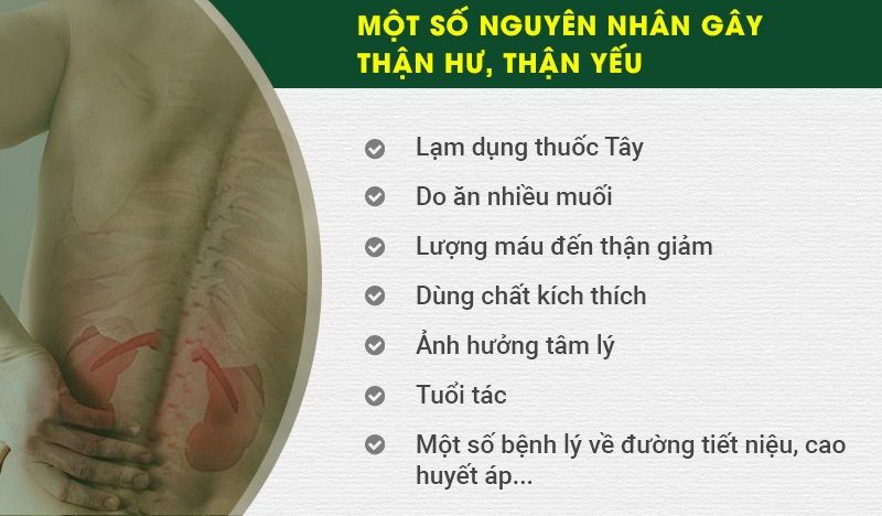 Nguyên nhân gây thận yếu, thận hư